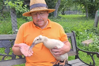 Warum Laufenten durch eine Augustusburger Kleingartenanlage spazieren - Laufente Dori frisst auch gerne aus der Hand von Denny Mai in Augustusburg.