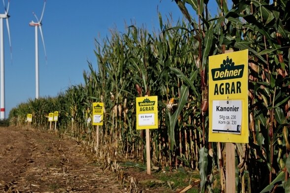 Warum Mais-Experten sich in Gersdorf treffen - Auf dem Versuchsfeld bei Gersdorf sind Unterschiede zwischen den einzelnen Maissorten für den Laien kaum zu erkennen. 