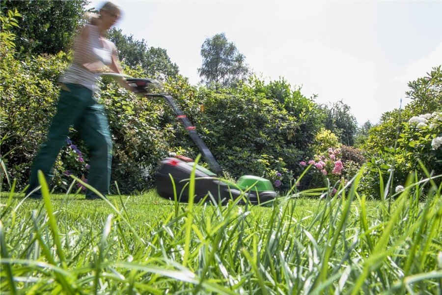 Warum man im Mai keinen Rasen mähen sollte - Die Rasenkante bleibt für Insekten stehen. 