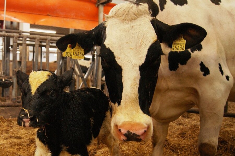 Warum Milchbauern im Vogtland sauer auf Aldi und Lidl sind - Die Haltungsform 2, die manch ein Discounter in naher Zukunft nicht mehr in sein Regal aufnehmen will, heißt in der Marienhöher Milchproduktion unter anderem: Mit Stroh eingestreute Boxen für kalbende Kühe ...