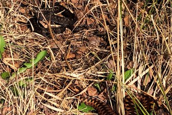 Warum niemand vor dem Reptil des Jahres 2024 Angst haben muss - Thomas Findeis gelang es, eine männliche (oben) und eine weibliche Kreuzotter gleichzeitig zu fotografieren.