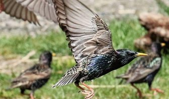 Warum Ornithologen derzeit den Brutvögeln auf der Spur sind - Die Stare gehören zu den zeitigen Rückkehrern, die bei günstiger Witterung manchmal schon Ende Februar zu beobachten sind.