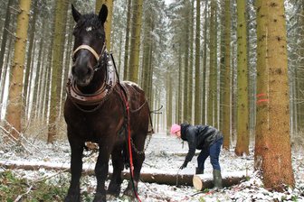 Warum Pferde die Stämme aus dem vogtländischen Wald holen - Lea Thierbach hängt einen Fichtenstamm an Holzrückepferd Eddy.