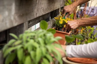 Warum pflegende Angehörige zur Gießkanne greifen sollten - Stressabbau durch Pflanzenpflege: Gärtnern, selbst auf dem Balkon, hilft pflegenden Angehörigen, Überforderung zu reduzieren und das Gefühl von Selbstwirksamkeit zu stärken.