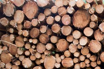 Warum Privatwaldbesitzer bei der Bekämpfung des Borkenkäfers benachteiligt sind - Seit 2021 wurden im Staatswald des Forstbezirks Marienberg mehr als 40.000 Festmeter Borkenkäferholz geschlagen.