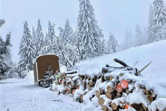 Warum riesige Fichten am Fichtelberg weichen müssen - Imposante Solitärfichten sind im Zechengrund in Oberwiesenthal in den "Winterschlaf" gegangen. Einige dieser Riesen müssen aus dem Naturschutzgebiet weichen.