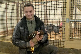 Warum sich auf dem Straußenhof in Hartenstein jetzt auch anderes Federvieh tummelt - Roy Oesterreich hält ein Schwedischen Blumenhuhn im Arm. Hinter ihm in der Laufbox Perlhühner. Die Boxen befinden sich im ehemaligen Rinderstall des Landwirtschaftsbetriebes, aus dem der Hartensteiner Straußen- und Geflügelhof Ochsenkopp entstanden ist.