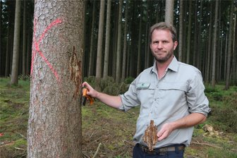 Warum sich der Borkenkäfer trotz Nässe in diesem Jahr im Vogtland rasant ausbreitet - Mathias Schmidt zeigt einen der befallenen Bäume.