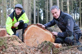 Warum sich Mondholz im Erzgebirge bei manchen Firmen großer Beliebtheit erfreut - Johannes Langner (l.) und Ralf Kretschmar begutachten eine der vielen Lärchen, die nach dem Mond geschlagen wurden.
