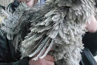 Warum sich Wachteleier gut für Eierlikör eignen - Der Strupphahn von Andreas Oertelt sieht zerzaust aus. Trotz dieser Optik handelt es sich um einen alten Landhuhnschlag.