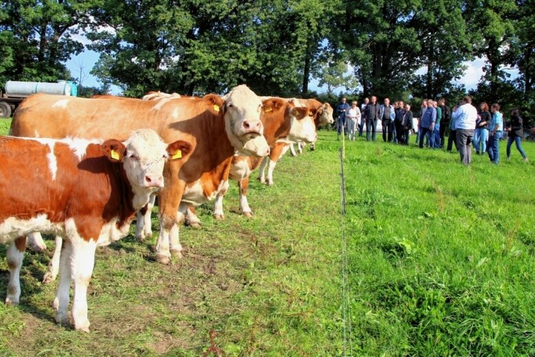 Warum statt Milch nun in Losa Rindfleisch produziert wird - Die Teilnehmer des Sächsischen Fleischrindtages schauten sich die Fleckviehherde in Losa an. 