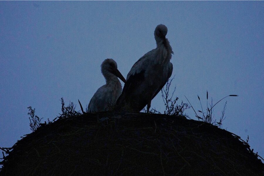 Warum Störche im Vogtland überwintern - Mit Beginn der Dämmerung fliegt das weit gereiste Weischlitzer Storchenpaar täglich auf seinen Horst, um dort ungestört die Nacht zu verbringen.