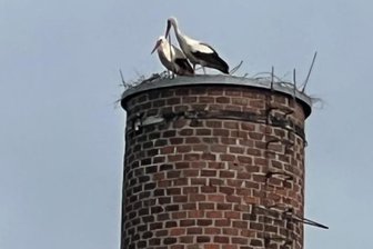 Warum Westsachsen bei Storchenpaaren so beliebt ist - Auf dem Schornstein des ehemaligen Schlachthofes Crimmitschau haben sich Störche niedergelassen.