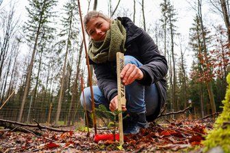 Warum Wissenschaftler der TU Dresden mitten im Erzgebirge ein Versuchsfeld im Wald aufbauen - Katja Skibbe von der Professur Waldbau der Technischen Universität Dresden koordiniert das Projekt „Waiklim – Waldbau im Klimawandel“. Im Wald bei Bockau kontrollieren sie und Studenten der TU regelmäßig das Versuchsfeld.