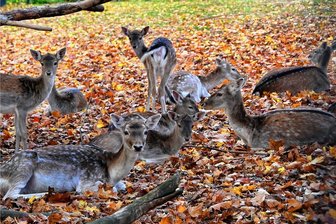 Was 2022 so alles tierisch abging: Von wilden Hirschen und bunten Hunden - Reife Leistung: Im Damwildgehege in Hainichen hat ein Hirsch gleich für fünf Mal Nachwuchs gesorgt. 