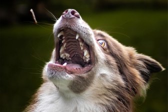 Was beim Tag des Hundes in Reichenbach los ist - Schnappschuss vom Leckerli-Wegschnappen. Auch Dragan, ein Hund von Hundetrainerin Isabelle Koschek, freut sich auf den Tag des Hundes am Samstag in Reichenbach.