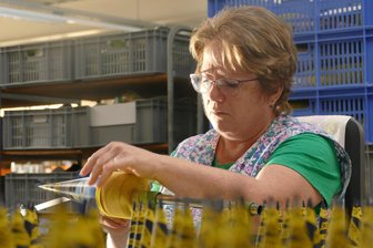 Was Besucher am Tag des traditionellen Handwerks im Erzgebirge erwartet - Eine Mitarbeiterin der Firma Nestler Feinkartonagen befestigt Tüll an einer Zuckertüte: Das Unternehmen ist dieses Jahr erstmals beim Handwerkstag dabei.