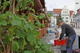 Was Besucher des Weindorfes in Zwickau wissen sollten - Das Weindorf in Zwickau öffnet am heutigen Freitag seine Tore für Besucher. Sie können ohne Voranmeldung kommen, müssen aber digital oder analog Kontaktdaten hinterlassen. 