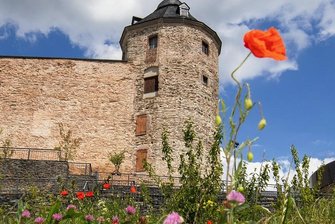 Was blüht am Plauener Schlosshang: Unkraut oder Wildblumen? - Die Blühflächen an den Schlossterrassen sorgen für Kritik.