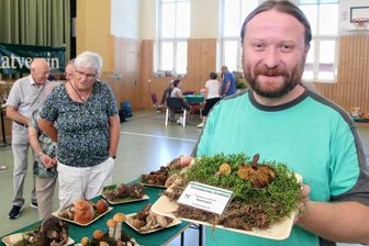 Was bringt die Pilzsaison im Vogtland: Freude oder Flaute? - Cornelius Müller war unter den Mykologen der Held des Tages. Zum zweiten Mal dieses Jahr fand er das äußerst seltene Europäische Goldblatt, wieder an der selben Stelle.