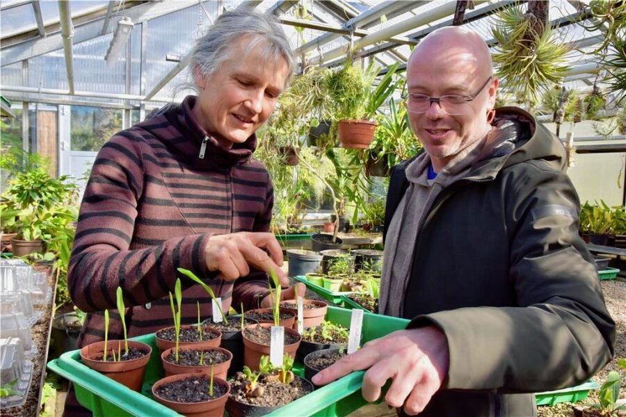 Was der neue Leiter des Botanischen Gartens plant - Der neue Leiter des Botanischen Gartens, Sten Gillner, tauscht sich mit Mitarbeiterin Jeannette Quegwer über die Anzucht von Erdnuss und Mimose aus. 