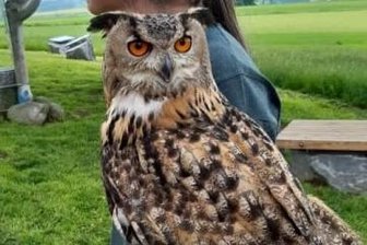 Was der Uhu auf dem Ranis machte - Heike Theresia Jäkel von der Wildvogelpflege Mittelsachsen aus Langenau stellte auf dem Ranis Tiere wie diesen Uhu vor.