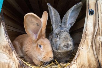 Was die Kleintierausstellung in Thossfell am Wochenende zu bieten hat - Vor allem Kaninchen sind am Wochenende in der Kleintierausstellung in Thossfell zu sehen.