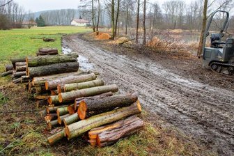 Was die Motorsäge im Naturparadies zu suchen hat - Die Baum- und Gehölzschnittarbeiten neben der Kläranlage in Niederwiesa sorgen für Unruhe im Ort, sind aber genehmigt.