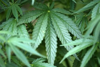 Was ein gesprengter Hanf-Automat anrichten kann - Aus Cannabis werden auch sogenannte CBD-Produkte, wie Tees und Öle gewonnen – angeboten in CBD-Automaten.