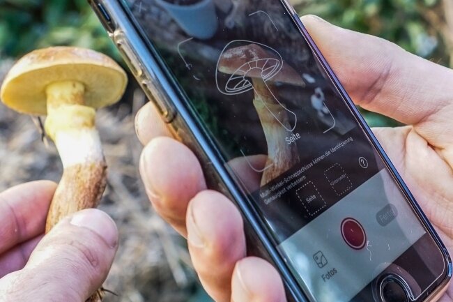 Was eine Pilz-App leisten kann - Einfach fotografieren und Sekunden später gib's Infos zum Goldröhrling.