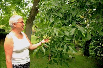 Was es am Tag der offenen Tür im tobertitzer Naturgarten zu sehen gibt - Auch Walnüsse wachsen in dem Garten in Tobertitz. Ute Soboll hat für alles eine Verwendung, stellt auch Liköre selbst her.