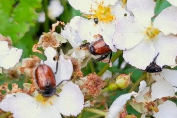 Was es mit der Invasion der Käfer auf sich hat - Der Gartenlaubkäfer befällt mit Vorliebe Rosengewächse wie diesen vielblütigen Hagebuttenstrauch im Garten von Kay Meister.
