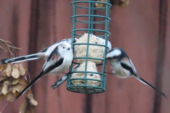 Was fliegt denn da? Vogtländerin punktet mit Futter-Geheimrezept bei zahlreichen Vogelarten - Schwanzmeisen.
