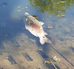 Was hat zum Fischsterben im Schloßteich geführt? - Etliche große tote Karpfen trieben in den vergangenen Tagen an der Wasseroberfläche des Schloßteichs.