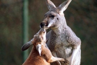 Was in Chemnitz am Wochenende los ist - Auch im Tierpark wird es am Wochenende romantisch Foto: rzp