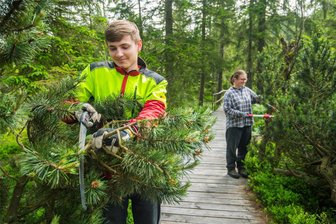 Was junge Leute in einem Moor im Erzgebirge machen und wie Wanderer davon profitieren - Julius Müller (vorn) und Selma Melzer schneiden die Fichten aus, die zu weit auf den Weg ragen, der zum Kleinen Kranichsee führt. So soll eine Verletzungsgefahr für Besucher ausgeschlossen werden.