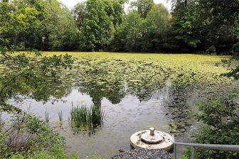 Was macht das Grünzeug auf den Freiberger Kreuzteichen? - Der Kreuzteich ist in diesen Tagen besonders grün. Die Stadtverwaltung sieht mehrere Gründe dafür.