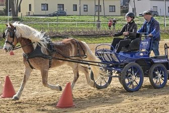 Was macht eigentlich das Fahren aus? - Holger Liebold (rechts) und seine Tochter Antonia mit Pferd Whisky als Einspänner beim Training im Rahmen des Familientags.
