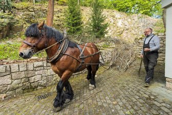 Was macht ein Pferd im Naturtheater Schwarzenberg? - Lukas Meinhold aus Rittersgrün mit Hengst Rocco. Für dieses Team waren die schmalen Wege kein Problem.