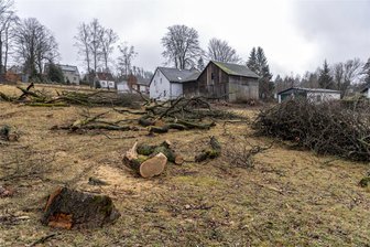 Was mit dem Holz gefällter Bäume in Vogelsgrün geschieht - Zwei Bäume einer ganzen Gruppe wurden vor 14 Tagen gefällt. Sie mussten wegen des Gerätehausneubaus weichen.