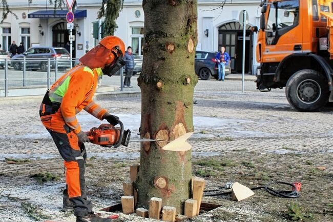 Was nun aus Annabergs Christbaum wird - Ein Mitarbeiter des Bauhofs übernahm das Fällen des Baums auf dem Markt. 