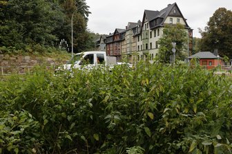 Was soll das „Maisfeld“ mitten auf der Straße? Schwarzenberger sauer über Wildwuchs am Viadukt - Meterhoch steht das Grün inmitten des Kreisverkehrs am Viadukt in Schwarzenberg.