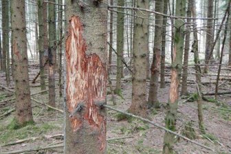 Was Waldbesitzer im Vogtland gegen Wildschäden im Wald tun können - Das Foto zeigt Rotwildschälschaden an Fichten.