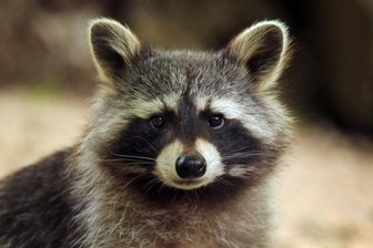 Waschbär breitet sich in Mittelsachsen aus: Was könnte eine Fangprämie bringen? - Waschbären breiten sich auch im Landkreis Mittelsachsen immer weiter aus.