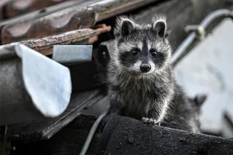 Waschbär und Riesenbärenklau in Chemnitz: Über invasive Arten und wie gefährlich sie sind - Waschbären nutzen auch gerne Dachböden als Schlafplatz. Da sie nicht territorial sind, schlafen sie manchmal mit bis zu 20 Artgenossen in ihren Unterschlupfen.