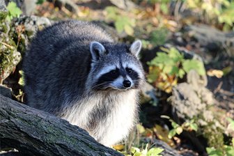 Waschbär wird im Erzgebirge immer mehr zur Plage - das lockt die kleinen Räuber an - Hinter dem niedlichen Aussehen verbirgt sich ein gefräßiges Raubtier.