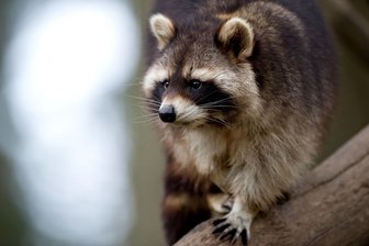 Waschbären plagen Ort im Vogtland: Stadtjäger soll tierische Bewohner jetzt in die Schranken weisen - Waschbären sind in Netzschkau seit Jahren ein Thema.