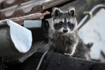 Waschbären werden in Kirchberg zur Plage: Was die Räuber anlockt und wie sich die Stadt wehrt - Ein junger Waschbär schaut von einem Dach. Die Tiere sehen possierlich aus, sind aber vielerorts zur Plage geworden. Zurzeit fühlen sich die Raubtiere ziemlich sicher, in der Setz- und Brutzeit dürfen sie nicht mit Fallen bekämpft werden.
