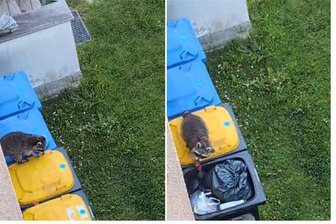 Waschbärenplage in Kirchberg und Zwickau: Hier gibt’s den Videobeweis - Zwei Ausschnitte aus dem Handyvideo mit dem Waschbär, der Daniela Fuchs Ende Mai im Kirchberger Ortsteil Leutersbach vor die Kamera lief. Das komplette Video ist auf dem Youtubekanal der „Freien Presse“ zu sehen.