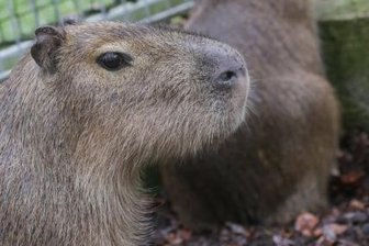 Wasserschwein aus Tierpark in Limbach-Oberfrohna ausgerissen - Ein Wasserschwein ist am Donnerstag aus seinem Gehege im Limbach-Oberfrohnaer Tierpark entlaufen.